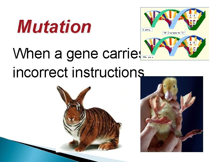 Mutation When a gene carries incorrect instructions 