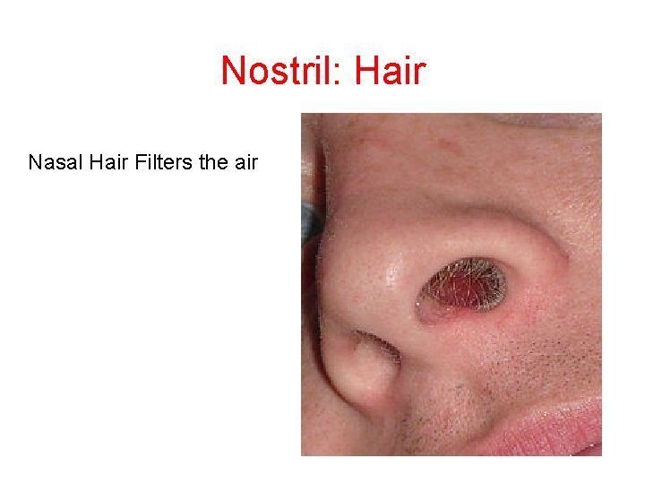 Nostril: Hair Nasal Hair Filters the air 