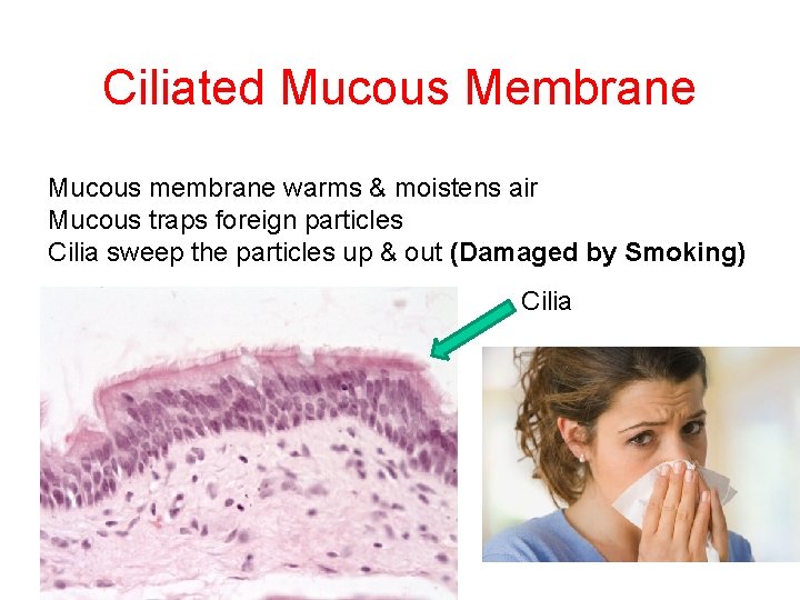 Respiratory System Respiration Gas Exchange Breathing Why Do