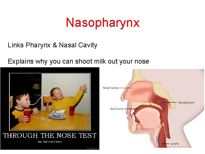 Nasopharynx Links Pharynx & Nasal Cavity Explains why you can shoot milk out your