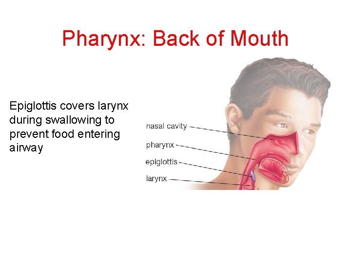 Pharynx: Back of Mouth Epiglottis covers larynx during swallowing to prevent food entering airway