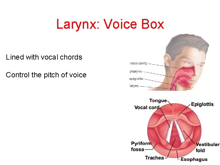 Larynx: Voice Box Lined with vocal chords Control the pitch of voice 