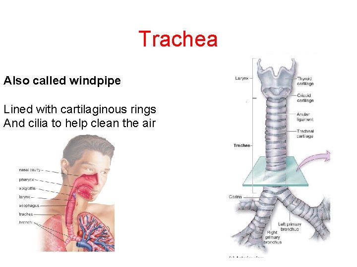 Trachea Also called windpipe Lined with cartilaginous rings And cilia to help clean the