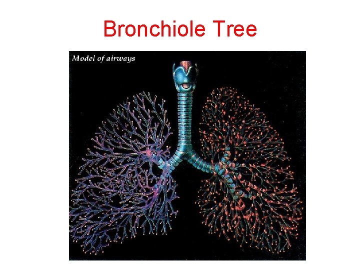 Bronchiole Tree 