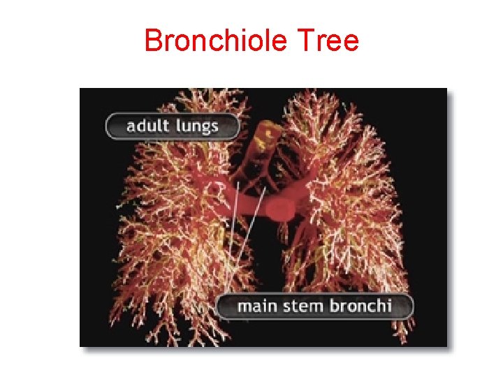 Bronchiole Tree 