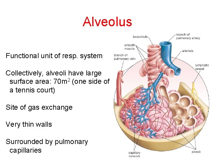 Alveolus Functional unit of resp. system Collectively, alveoli have large surface area: 70 m