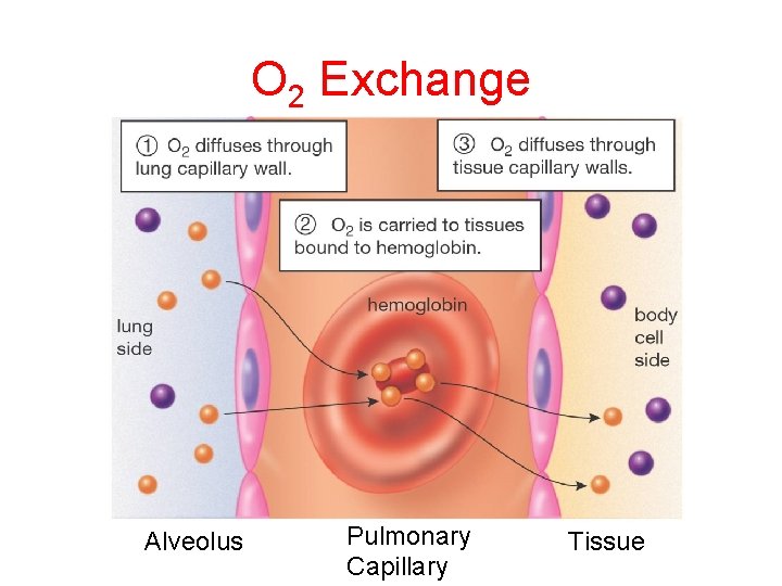 O 2 Exchange Alveolus Pulmonary Capillary Tissue 