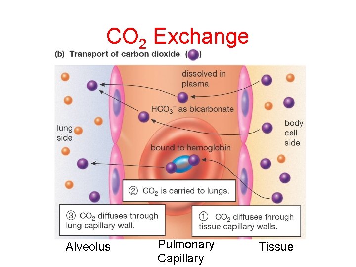 CO 2 Exchange Alveolus Pulmonary Capillary Tissue 