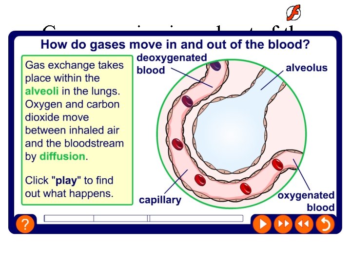 Gases moving in and out of the blood 