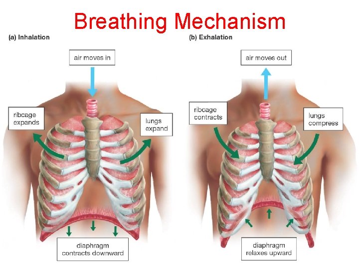 Breathing Mechanism 