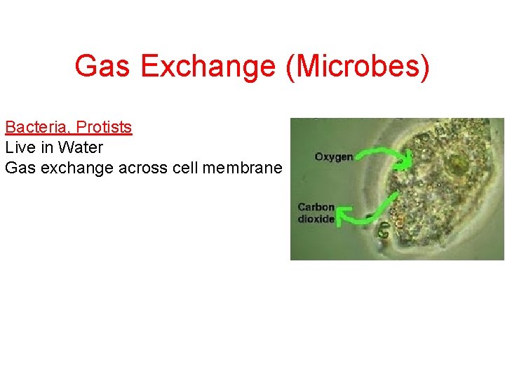 Gas Exchange (Microbes) Bacteria, Protists Live in Water Gas exchange across cell membrane 