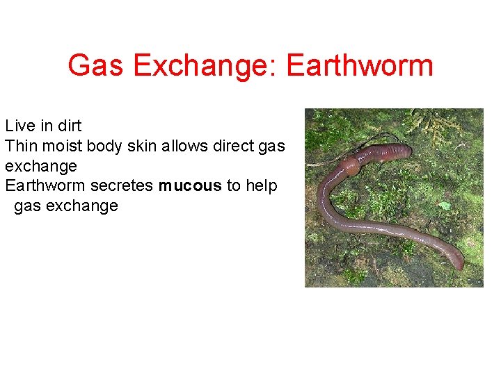 Gas Exchange: Earthworm Live in dirt Thin moist body skin allows direct gas exchange