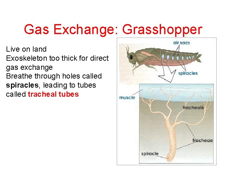 Gas Exchange: Grasshopper Live on land Exoskeleton too thick for direct gas exchange Breathe