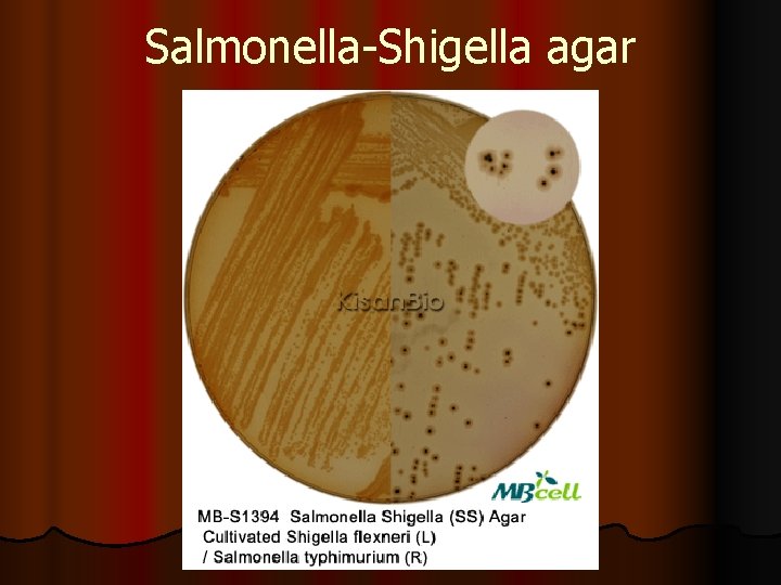 Salmonella-Shigella agar 
