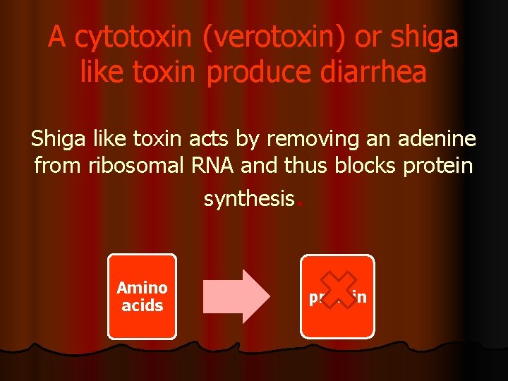A cytotoxin (verotoxin) or shiga like toxin produce diarrhea Shiga like toxin acts by