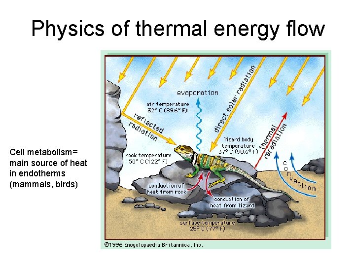 Physics of thermal energy flow Cell metabolism= main source of heat in endotherms (mammals,