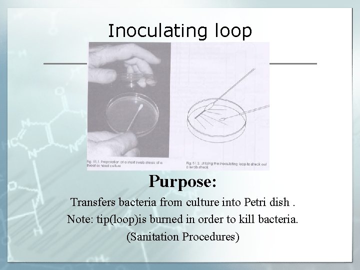 Inoculating loop Purpose: Transfers bacteria from culture into Petri dish. Note: tip(loop)is burned in Inoculating loop Purpose: Transfers bacteria from culture into Petri dish. Note: tip(loop)is burned in