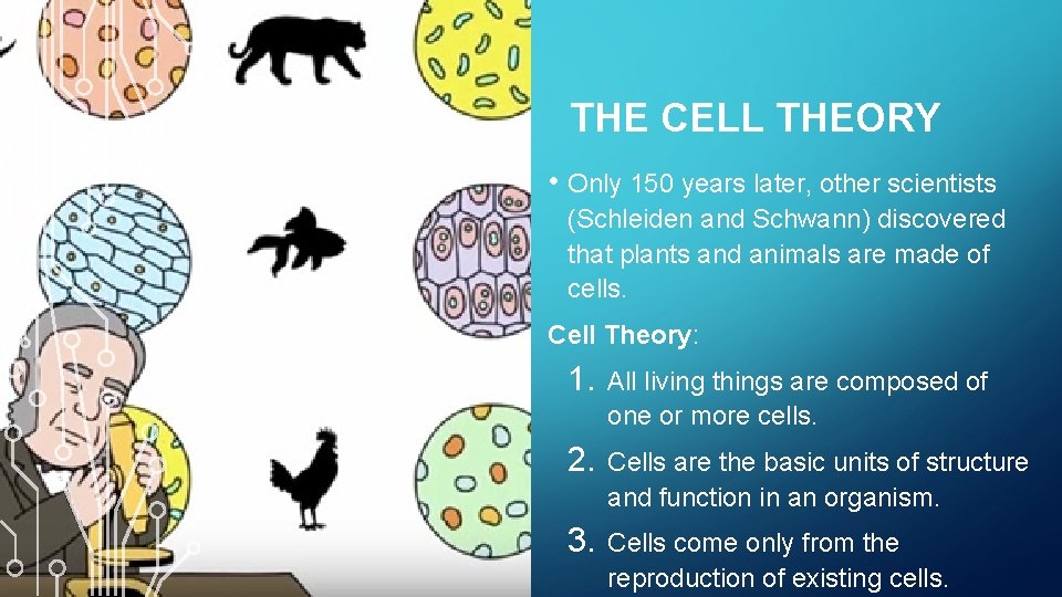 THE CELL THEORY • Only 150 years later, other scientists (Schleiden and Schwann) discovered