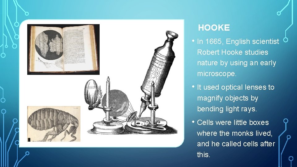 HOOKE • In 1665, English scientist Robert Hooke studies nature by using an early