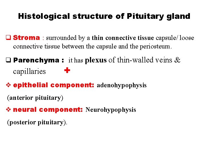 Histological structure of Pituitary gland q Stroma : surrounded by a thin connective tissue