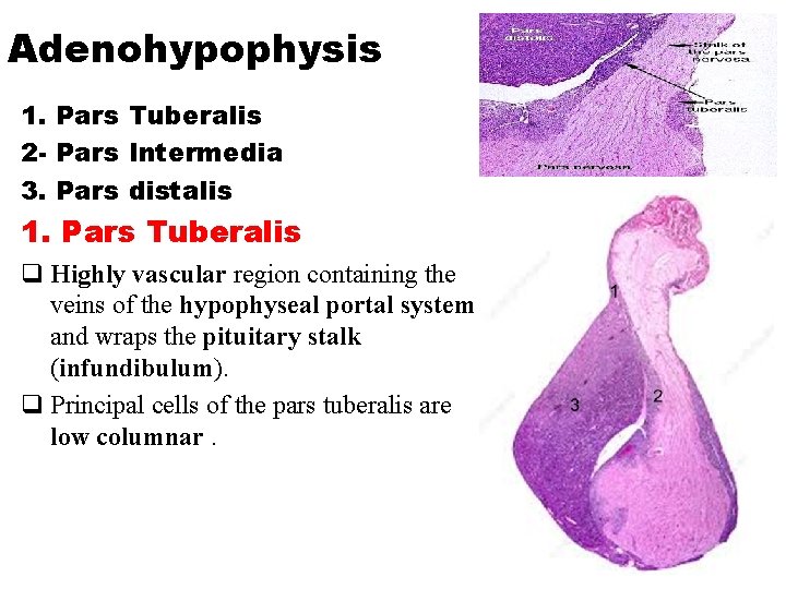 Adenohypophysis 1. Pars Tuberalis 2 - Pars Intermedia 3. Pars distalis 1. Pars Tuberalis