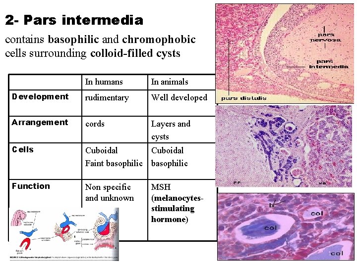 2 - Pars intermedia contains basophilic and chromophobic cells surrounding colloid-filled cysts In humans