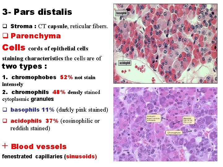 3 - Pars distalis q Stroma : CT capsule, reticular fibers. q Parenchyma Cells