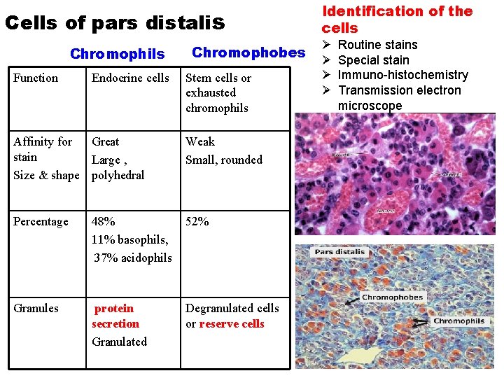 Cells of pars distalis Chromophils Function Endocrine cells Chromophobes Stem cells or exhausted chromophils