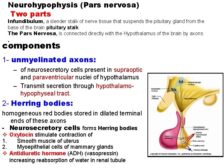 Neurohypophysis (Pars nervosa) Two parts Infundibulum, a slender stalk of nerve tissue that suspends