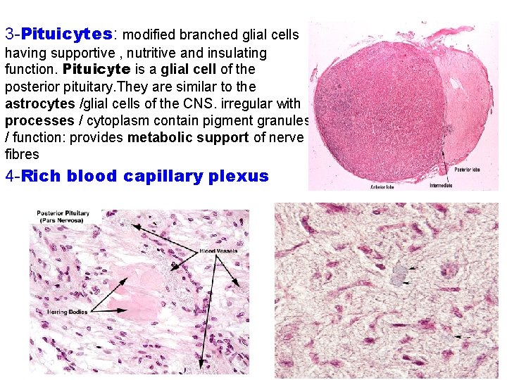 3 -Pituicytes: modified branched glial cells having supportive , nutritive and insulating function. Pituicyte