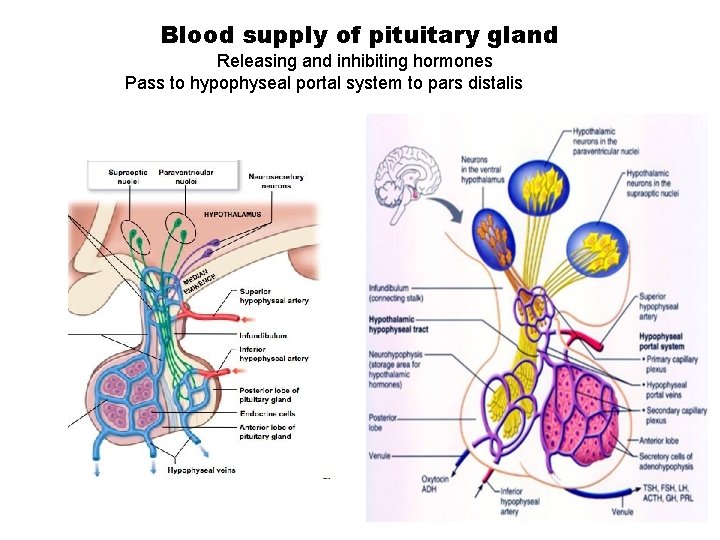 Blood supply of pituitary gland Releasing and inhibiting hormones Pass to hypophyseal portal system