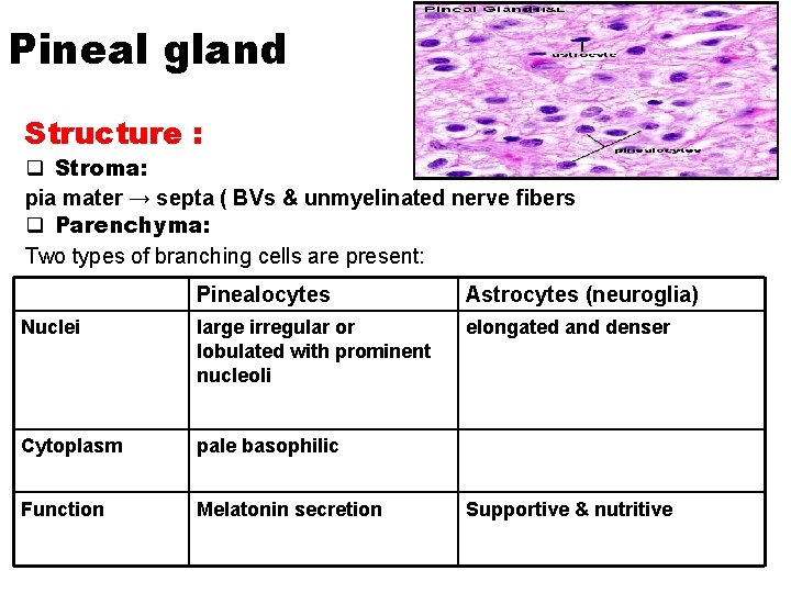 Pineal gland Structure : q Stroma: pia mater → septa ( BVs & unmyelinated