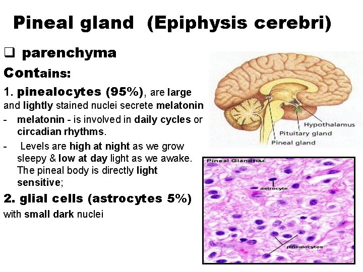 Pineal gland (Epiphysis cerebri) q parenchyma Contains: 1. pinealocytes (95%), are large and lightly