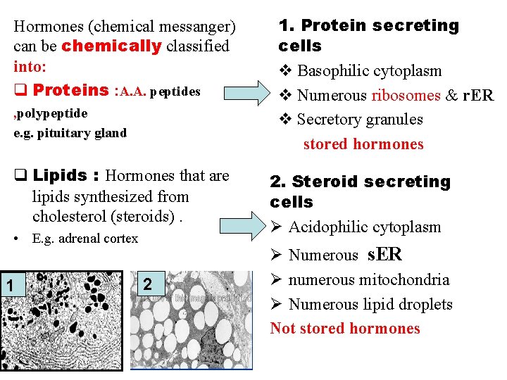 Hormones (chemical messanger) can be chemically classified into: q Proteins : A. A. peptides