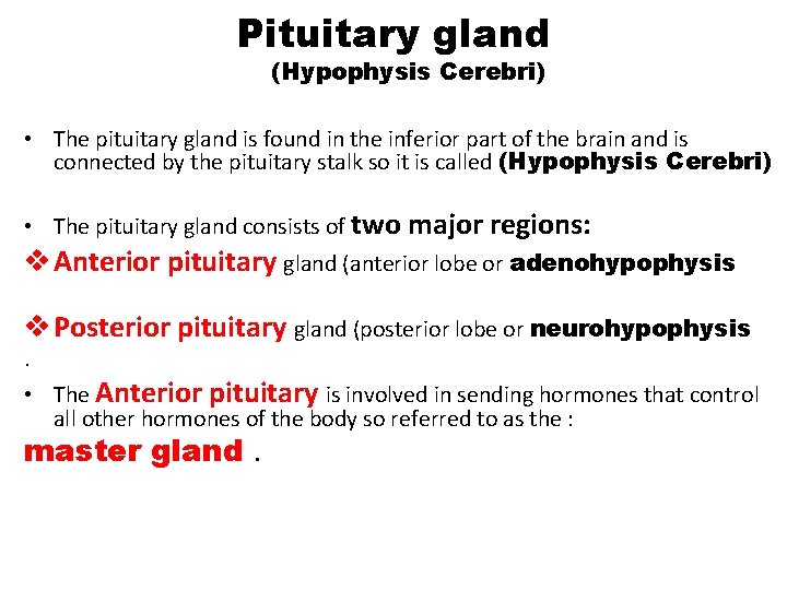 Pituitary gland (Hypophysis Cerebri) • The pituitary gland is found in the inferior part