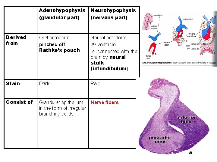 Adenohypophysis (glandular part) Neurohypophysis (nervous part) Derived from Oral ectoderm pinched off Rathke’s pouch