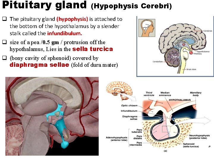 Pituitary gland (Hypophysis Cerebri) q The pituitary gland (hypophysis) is attached to the bottom