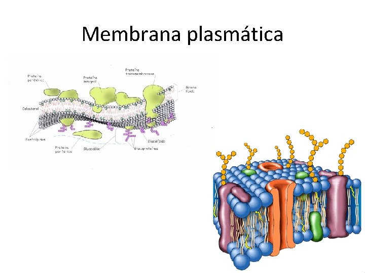 Membrana plasmática 