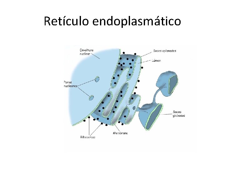 Retículo endoplasmático 