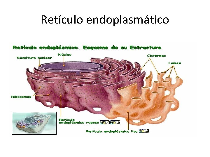 Retículo endoplasmático 