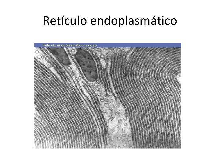 Retículo endoplasmático 