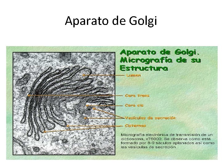 Aparato de Golgi 