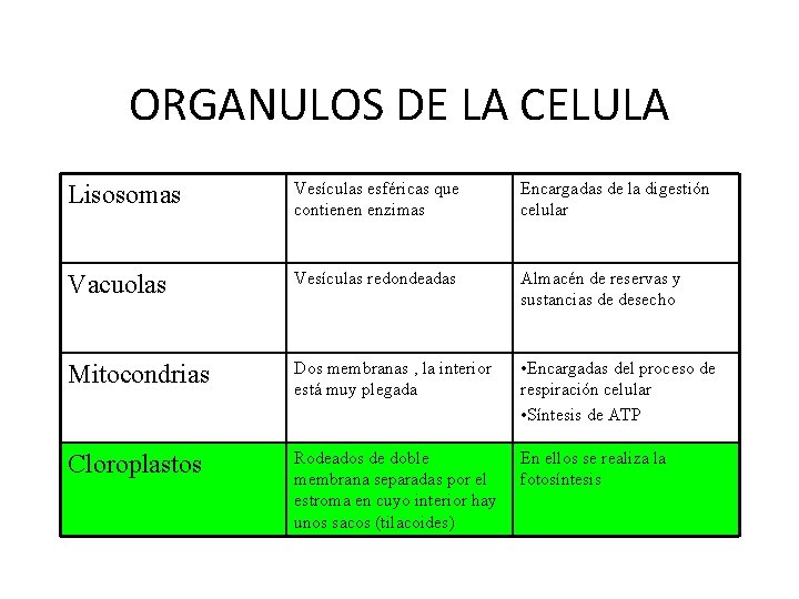 ORGANULOS DE LA CELULA Lisosomas Vesículas esféricas que contienen enzimas Encargadas de la digestión