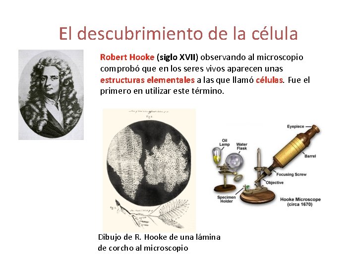 El descubrimiento de la célula Robert Hooke (siglo XVII) observando al microscopio comprobó que