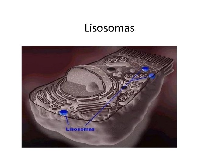 Lisosomas 