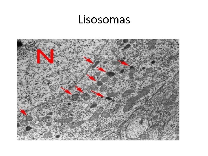 Lisosomas 