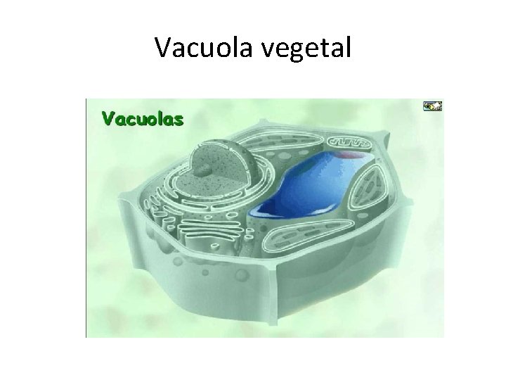 Vacuola vegetal 