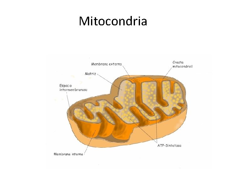 Mitocondria 