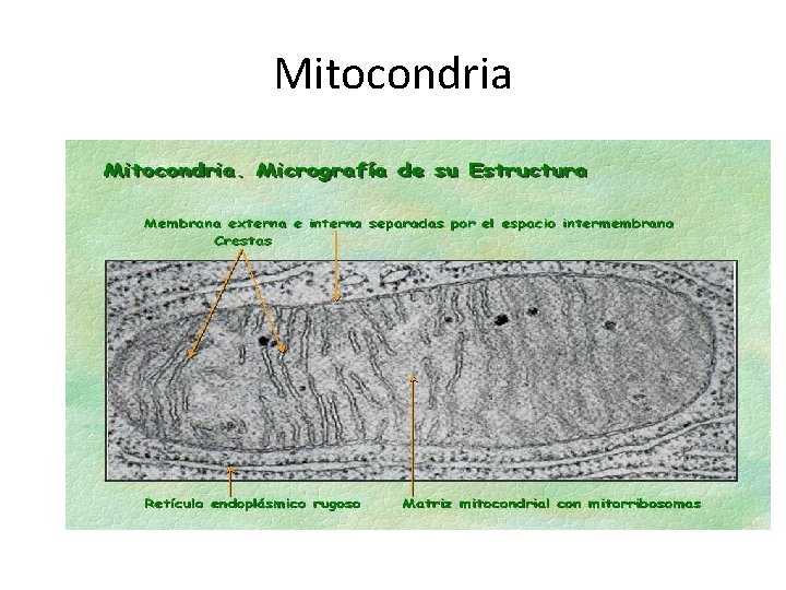 Mitocondria 