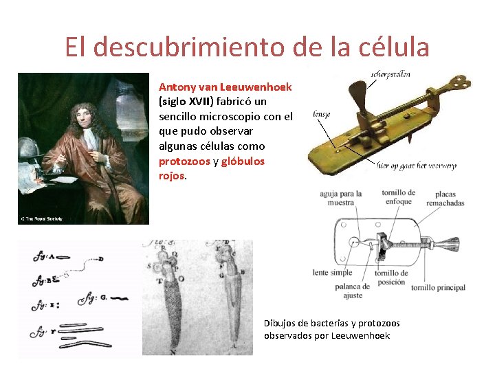 El descubrimiento de la célula Antony van Leeuwenhoek (siglo XVII) fabricó un sencillo microscopio